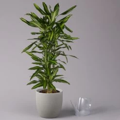 Duftender Drachenbaum 'Cintho', Verzweigt, Topf-Ø 27 Cm, Höhe Ca. 120 Cm -Pflanzen Paradies Verkauf 0221500060 Dracaena fragr Cintho verzweigt 27cm 3