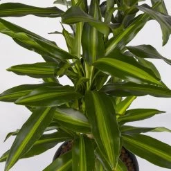 Duftender Drachenbaum 'Cintho', Verzweigt, Topf-Ø 27 Cm, Höhe Ca. 120 Cm -Pflanzen Paradies Verkauf 0221500060 Dracaena fragr Cintho verzweigt 27cm 4