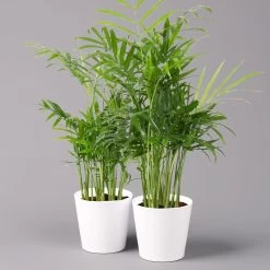 Bergpalme Mit Keramiktopf Dallas Weiß, Topf-Ø 12 Cm, Höhe Ca. 30 Cm, 2er-Set