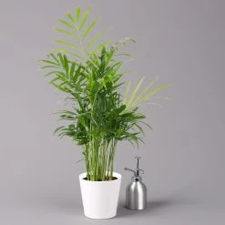 Bergpalme Mit Keramiktopf Dallas Weiß, Topf-Ø 12 Cm, Höhe Ca. 30 Cm, 2er-Set -Pflanzen Paradies Verkauf 0222100027 Chamaedorea elegans Dallas weiss 3