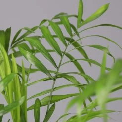 Bergpalme Mit Übertopf Vibes Blau, Topf-Ø 12 Cm, Höhe Ca. 30 Cm, 2er-Set 11 Bergpalme Mit Übertopf Vibes Blau, Topf-Ø 12 Cm, Höhe Ca. 30 Cm, 2er-Set -Pflanzen Paradies Verkauf 0222100053 0222100054 0222100055 Chamaedorea elegans 124824