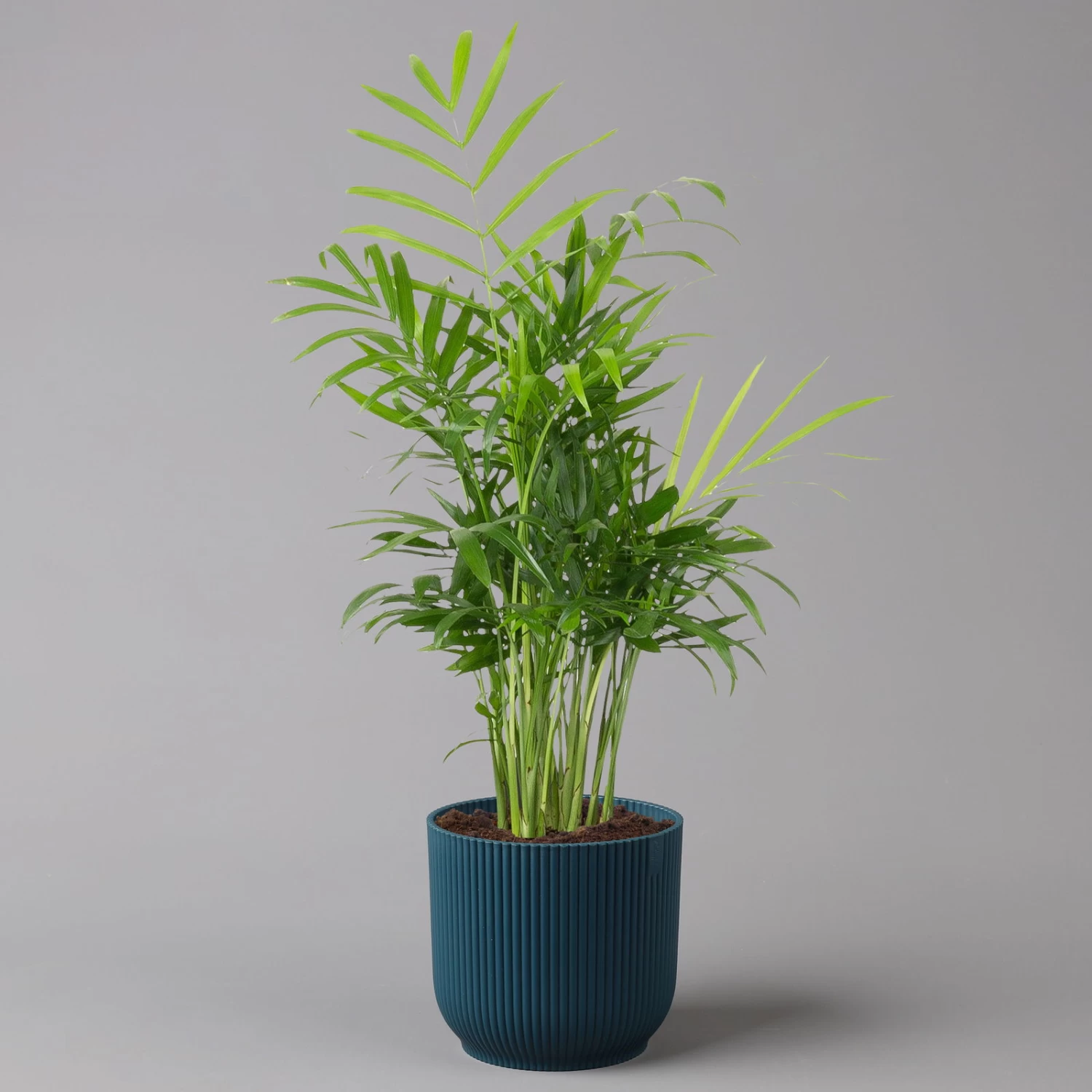 Bergpalme Mit Übertopf Vibes Blau, Topf-Ø 12 Cm, Höhe Ca. 30 Cm, 2er-Set 5 Bergpalme Mit Übertopf Vibes Blau, Topf-Ø 12 Cm, Höhe Ca. 30 Cm, 2er-Set – Bild 3