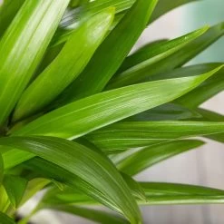 Luftreinigender Mix Für Sonnig/halbschattige Standorte, Topf 12 Cm Ø -Pflanzen Paradies Verkauf 0222200022 Dypsis lutescens Areca 13cm T H55cm 1