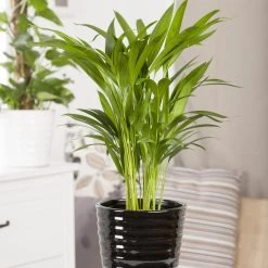 Luftreinigender Mix Für Sonnig/halbschattige Standorte, Topf 12 Cm Ø -Pflanzen Paradies Verkauf 0222200022 Dypsis lutescens Areca 13cm T H55cm 2