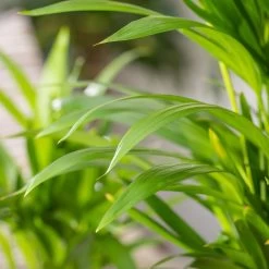 Luftreinigender Mix Für Sonnig/halbschattige Standorte, Topf 12 Cm Ø -Pflanzen Paradies Verkauf 0222200022 Dypsis lutescens Areca 13cm T H55cm 4