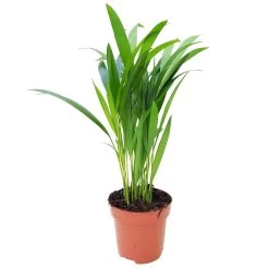 Luftreinigender Mix Für Sonnig/halbschattige Standorte, Topf 12 Cm Ø -Pflanzen Paradies Verkauf 0222200022 Dypsis lutescens Areca 13cm T H55cm 9