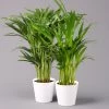 Goldfruchtpalme In Keramiktopf Weiß, Topf-Ø 13 Cm, Höhe Ca. 20-30 Cm, 2er-Set -Pflanzen Paradies Verkauf 0222200034 Dypsis lutescens Dalls weiss 2er Set2