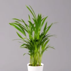 Goldfruchtpalme In Keramiktopf Weiß, Topf-Ø 13 Cm, Höhe Ca. 20-30 Cm, 2er-Set -Pflanzen Paradies Verkauf 0222200034 Dypsis lutescens Dalls weiss 3er Set 2