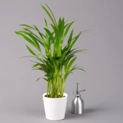 Goldfruchtpalme In Keramiktopf Weiß, Topf-Ø 13 Cm, Höhe Ca. 20-30 Cm, 2er-Set -Pflanzen Paradies Verkauf 0222200034 Dypsis lutescens Dalls weiss 3er Set 3