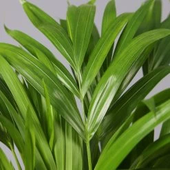 Goldfruchtpalme In Keramiktopf Weiß, Topf-Ø 13 Cm, Höhe Ca. 20-30 Cm, 2er-Set -Pflanzen Paradies Verkauf 0222200034 Dypsis lutescens Dalls weiss 3er Set 4