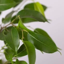 Birkenfeige 'Natasja', Topf 12 Cm Ø, Höhe Ca. 25cm, 3er-Set -Pflanzen Paradies Verkauf 0223100086 Ficus benj Natasja 3er Set 12cm 42