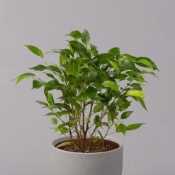 Birkenfeige 'Natasja', Topf 12 Cm Ø, Höhe Ca. 25cm, 3er-Set -Pflanzen Paradies Verkauf 0223100086 Ficus benj Natasja 3er Set 12cm WS 22