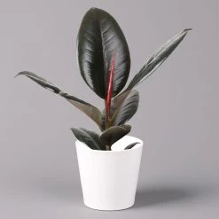 Gummibaum 'Robusta' In Topf Dallas, Weiß Topf-Ø 12cm, Höhe Ca. 40-45 Cm, 3er-Set -Pflanzen Paradies Verkauf 0223200063 Ficus el Robusta Dallas weiss 3er Set 12