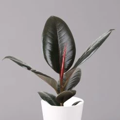 Gummibaum 'Robusta' In Topf Dallas, Weiß Topf-Ø 12cm, Höhe Ca. 40-45 Cm, 3er-Set -Pflanzen Paradies Verkauf 0223200063 Ficus el Robusta Dallas weiss 3er Set 22