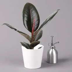Gummibaum 'Robusta' In Topf Dallas, Weiß Topf-Ø 12cm, Höhe Ca. 40-45 Cm, 3er-Set -Pflanzen Paradies Verkauf 0223200063 Ficus el Robusta Dallas weiss 3er Set 32