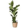 Geigenfeige In Korb 'Osaka', Topf-Ø 21 Cm, Höhe Ca. 80-100 Cm -Pflanzen Paradies Verkauf 0223300023 Ficus Lyrata ADP im Dekokorb 2