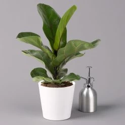 Geigenfeige 'Bambino', Topf-Ø 12 Cm, Mit Übertopf Dallas Weiß, Höhe Ca.30 Cm -Pflanzen Paradies Verkauf 0223300043 Ficus lyr Bambino im Topf Dallas weiss 3