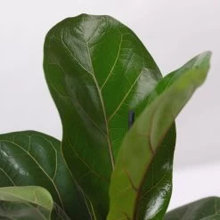 Geigenfeige 'Bambino', Topf-Ø 12 Cm, Mit Übertopf Dallas Weiß, Höhe Ca.30 Cm -Pflanzen Paradies Verkauf 0223300043 Ficus lyr Bambino im Topf Dallas weiss 4