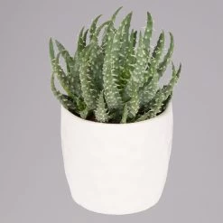 Sukkulenten In Dekotopf 'Honey', Topf-Ø 6 Cm, 3er-Set -Pflanzen Paradies Verkauf 0225200537 Mini Sukkulenten Set in Topf Honey 2 117302