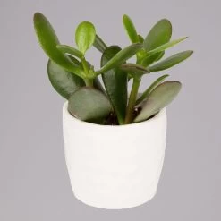 Sukkulenten In Dekotopf 'Honey', Topf-Ø 6 Cm, 3er-Set -Pflanzen Paradies Verkauf 0225200537 Mini Sukkulenten Set in Topf Honey 3 117301