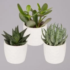 Sukkulenten In Dekotopf 'Honey', Topf-Ø 6 Cm, 3er-Set