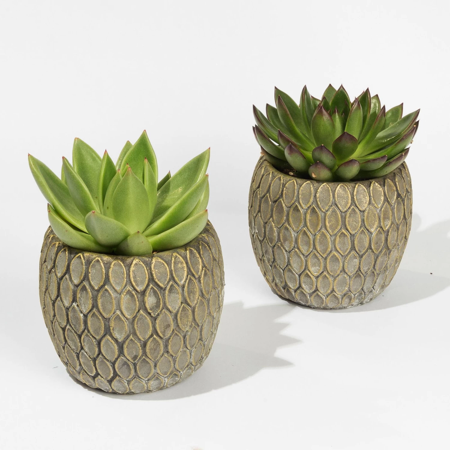 Sukkulenten In Dekotopf 'Marrakesh', Topf-Ø 9 Cm, 2er-Set 4 Sukkulenten In Dekotopf 'Marrakesh', Topf-Ø 9 Cm, 2er-Set – Bild 2