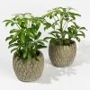 Schefflera In Übertopf 'Marrakesh', Topf-Ø 9 Cm, 2er-Set -Pflanzen Paradies Verkauf 0225200567 Schefflera Marrakesh