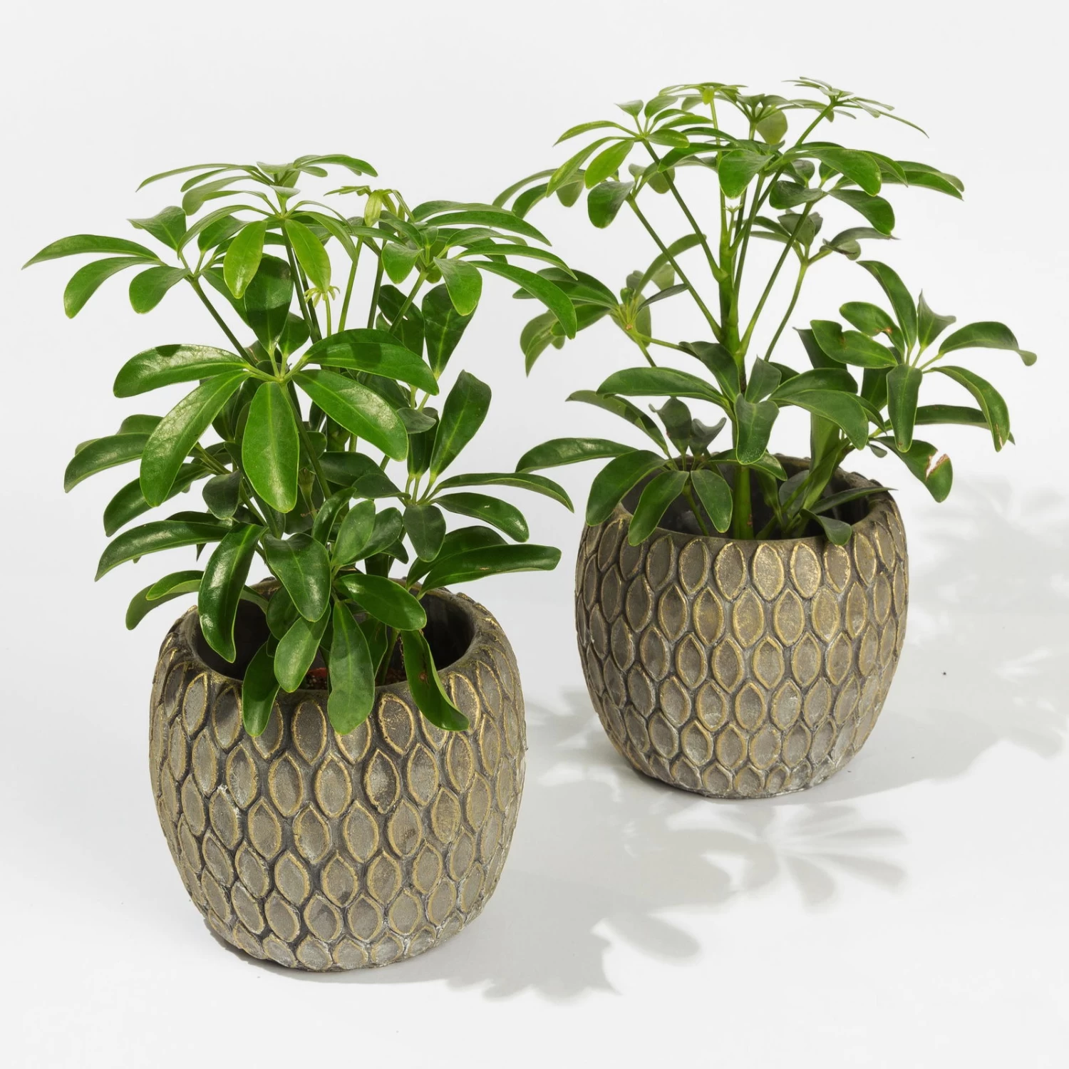 Schefflera In Übertopf 'Marrakesh', Topf-Ø 9 Cm, 2er-Set 3 Schefflera In Übertopf 'Marrakesh', Topf-Ø 9 Cm, 2er-Set