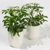Schefflera In Übertopf 'Wavy', Topf-Ø 9 Cm, 2er-Set -Pflanzen Paradies Verkauf 0225200569 Schefflera Wavy