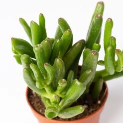 Sukkulenten Im Dekotopf 'Glazed Pink', Verschiedene Arten, Topf-Ø 6 Cm, 3er-Set 21 Sukkulenten Im Dekotopf 'Glazed Pink', Verschiedene Arten, Topf-Ø 6 Cm, 3er-Set -Pflanzen Paradies Verkauf 0225200733 Sukkulenten Set in Topf Scandic terrac 3er Set 10