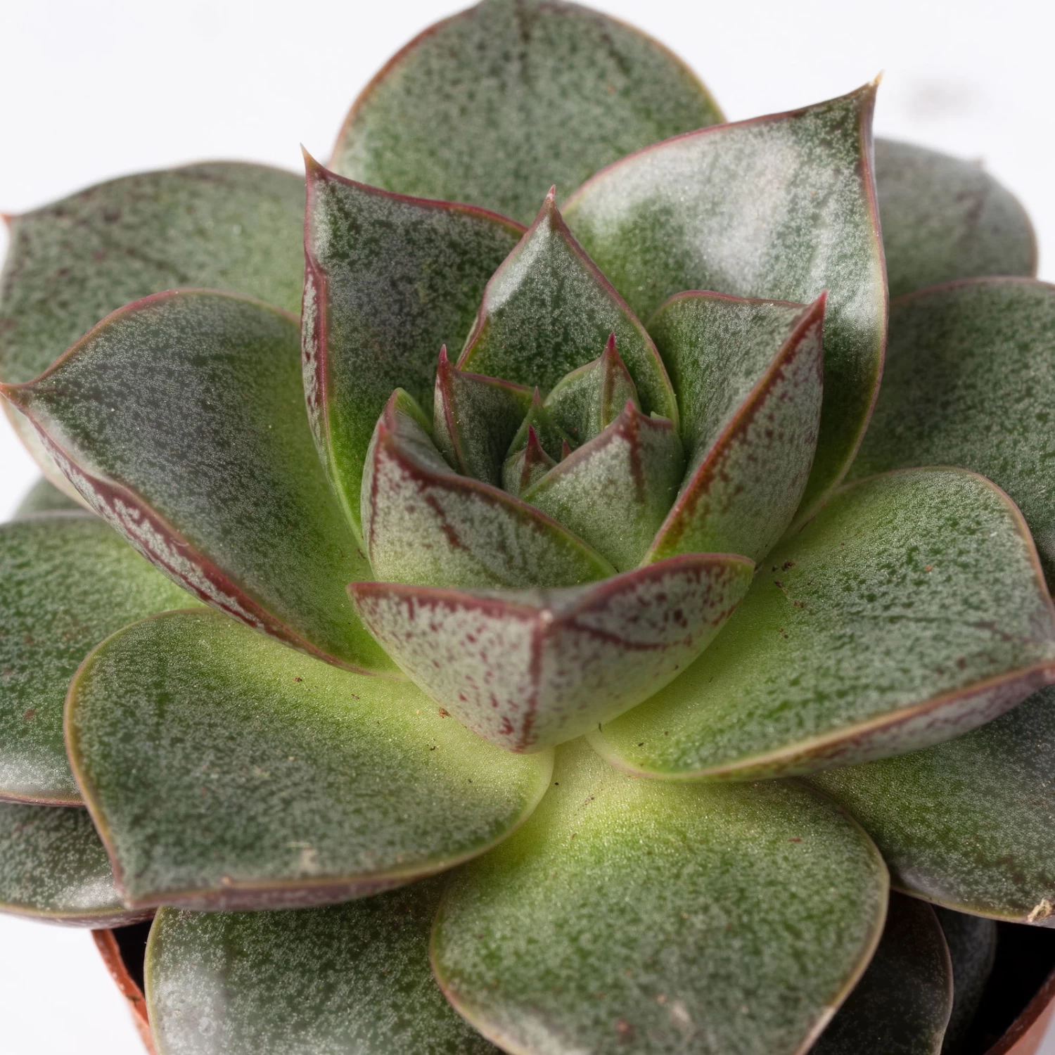 Sukkulenten Im Dekotopf 'Glazed Pink', Verschiedene Arten, Topf-Ø 6 Cm, 3er-Set 10 Sukkulenten Im Dekotopf 'Glazed Pink', Verschiedene Arten, Topf-Ø 6 Cm, 3er-Set – Bild 8