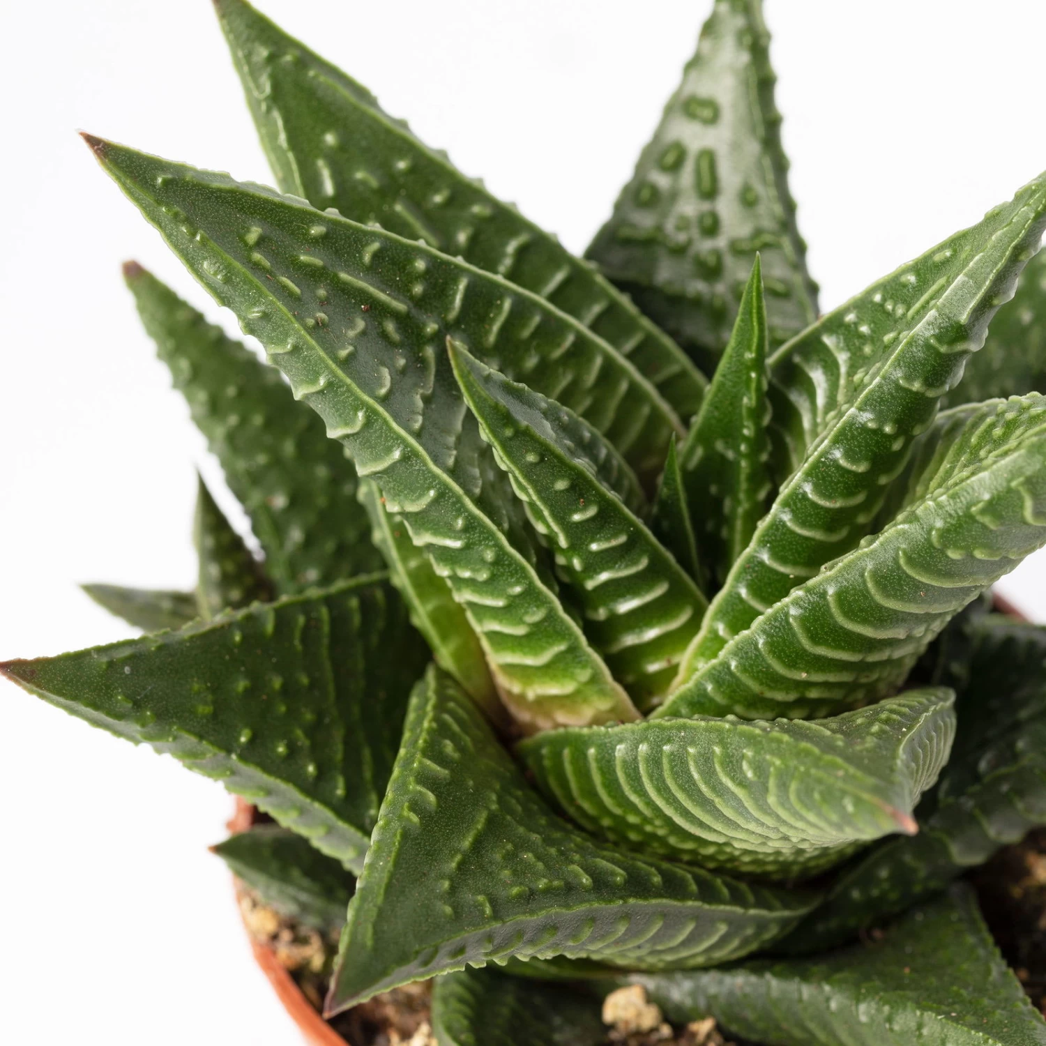 Sukkulenten Im Dekotopf 'Glazed Pink', Verschiedene Arten, Topf-Ø 6 Cm, 3er-Set 12 Sukkulenten Im Dekotopf 'Glazed Pink', Verschiedene Arten, Topf-Ø 6 Cm, 3er-Set – Bild 10