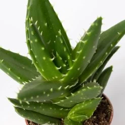 Sukkulenten Im Dekotopf 'Glazed Pink', Verschiedene Arten, Topf-Ø 6 Cm, 3er-Set 27 Sukkulenten Im Dekotopf 'Glazed Pink', Verschiedene Arten, Topf-Ø 6 Cm, 3er-Set -Pflanzen Paradies Verkauf 0225200733 Sukkulenten Set in Topf Scandic terrac 3er Set 13