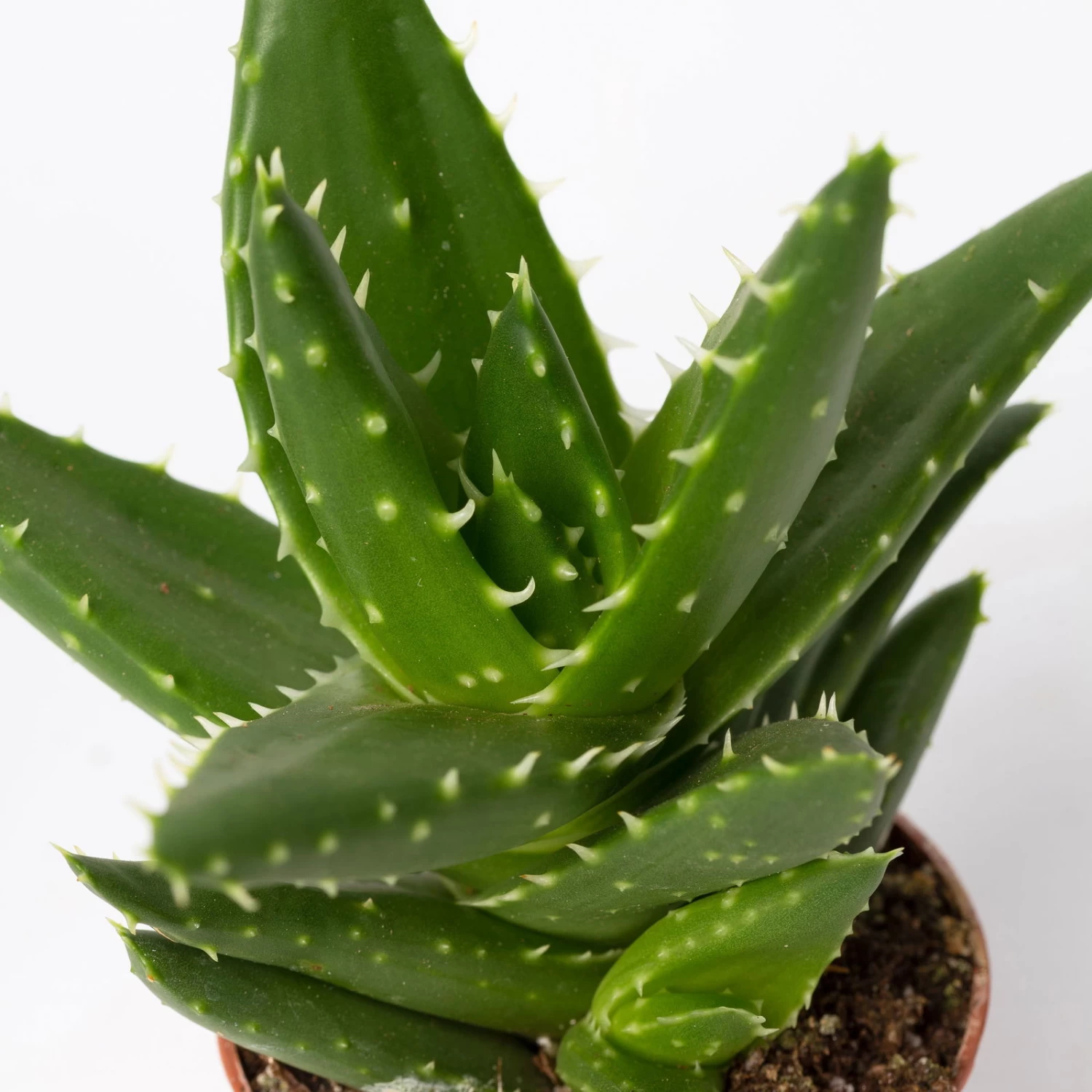 Sukkulenten Im Dekotopf 'Glazed Pink', Verschiedene Arten, Topf-Ø 6 Cm, 3er-Set 14 Sukkulenten Im Dekotopf 'Glazed Pink', Verschiedene Arten, Topf-Ø 6 Cm, 3er-Set – Bild 12