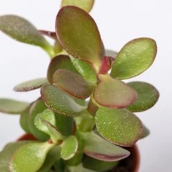 Sukkulenten Im Dekotopf 'Glazed Pink', Verschiedene Arten, Topf-Ø 6 Cm, 3er-Set 19 Sukkulenten Im Dekotopf 'Glazed Pink', Verschiedene Arten, Topf-Ø 6 Cm, 3er-Set -Pflanzen Paradies Verkauf 0225200733 Sukkulenten Set in Topf Scandic terrac 3er Set 9