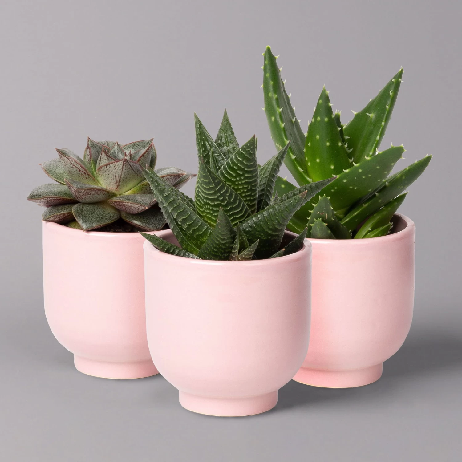 Sukkulenten Im Dekotopf 'Glazed Pink', Verschiedene Arten, Topf-Ø 6 Cm, 3er-Set 4 Sukkulenten Im Dekotopf 'Glazed Pink', Verschiedene Arten, Topf-Ø 6 Cm, 3er-Set – Bild 2