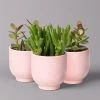 Sukkulenten Im Dekotopf 'Glazed Pink', Verschiedene Arten, Topf-Ø 6 Cm, 3er-Set 1 Sukkulenten Im Dekotopf 'Glazed Pink', Verschiedene Arten, Topf-Ø 6 Cm, 3er-Set -Pflanzen Paradies Verkauf 0225200736 Sukkulenten Set in Topf Glazed Pink 3er Set 2