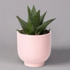 Sukkulenten Im Dekotopf 'Glazed Pink', Verschiedene Arten, Topf-Ø 6 Cm, 3er-Set 24 Sukkulenten Im Dekotopf 'Glazed Pink', Verschiedene Arten, Topf-Ø 6 Cm, 3er-Set -Pflanzen Paradies Verkauf 0225200736 Sukkulenten Set in Topf Glazed Pink 3er Set 3