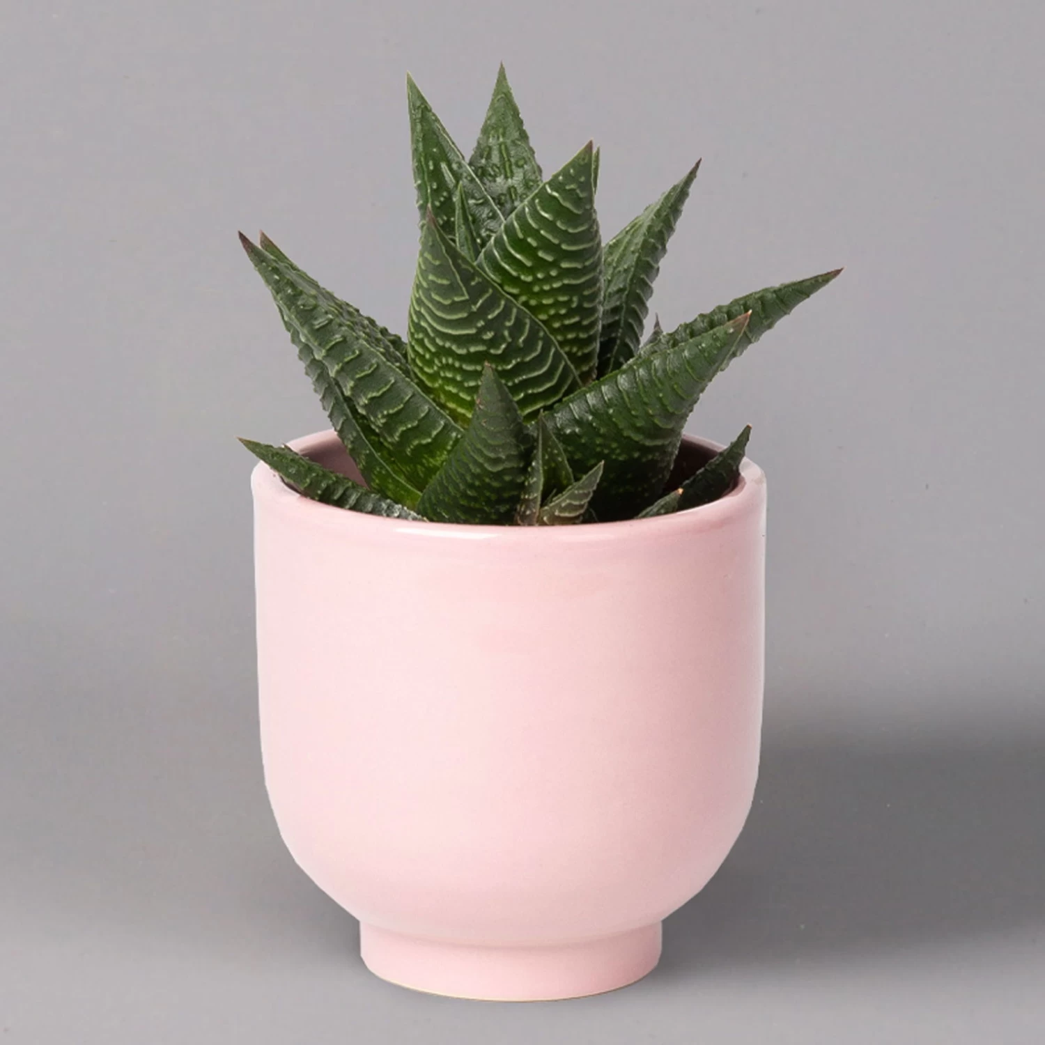 Sukkulenten Im Dekotopf 'Glazed Pink', Verschiedene Arten, Topf-Ø 6 Cm, 3er-Set 11 Sukkulenten Im Dekotopf 'Glazed Pink', Verschiedene Arten, Topf-Ø 6 Cm, 3er-Set – Bild 9