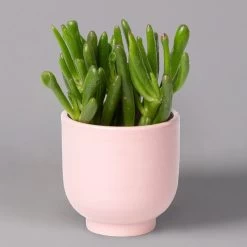 Sukkulenten Im Dekotopf 'Glazed Pink', Verschiedene Arten, Topf-Ø 6 Cm, 3er-Set 20 Sukkulenten Im Dekotopf 'Glazed Pink', Verschiedene Arten, Topf-Ø 6 Cm, 3er-Set -Pflanzen Paradies Verkauf 0225200736 Sukkulenten Set in Topf Glazed Pink 3er Set 6