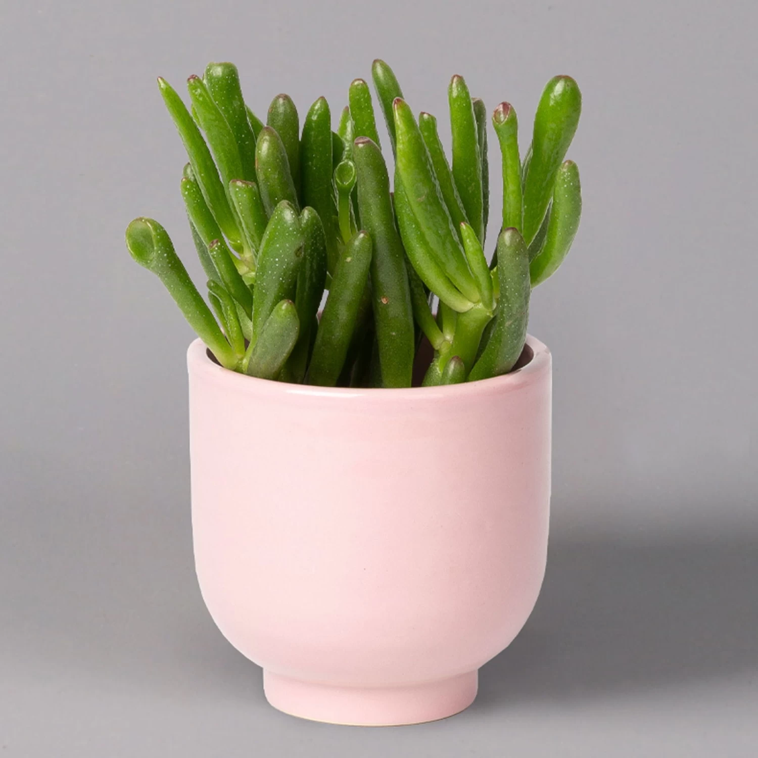 Sukkulenten Im Dekotopf 'Glazed Pink', Verschiedene Arten, Topf-Ø 6 Cm, 3er-Set 7 Sukkulenten Im Dekotopf 'Glazed Pink', Verschiedene Arten, Topf-Ø 6 Cm, 3er-Set – Bild 5