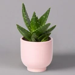 Sukkulenten Im Dekotopf 'Glazed Pink', Verschiedene Arten, Topf-Ø 6 Cm, 3er-Set 26 Sukkulenten Im Dekotopf 'Glazed Pink', Verschiedene Arten, Topf-Ø 6 Cm, 3er-Set -Pflanzen Paradies Verkauf 0225200736 Sukkulenten Set in Topf Glazed Pink 3er Set 7