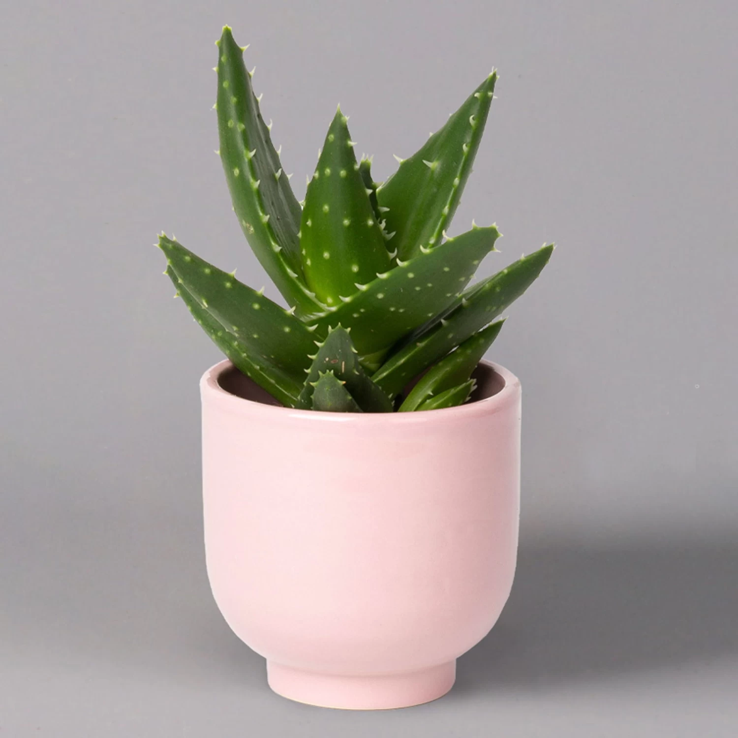 Sukkulenten Im Dekotopf 'Glazed Pink', Verschiedene Arten, Topf-Ø 6 Cm, 3er-Set 13 Sukkulenten Im Dekotopf 'Glazed Pink', Verschiedene Arten, Topf-Ø 6 Cm, 3er-Set – Bild 11