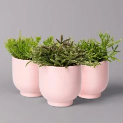 Mini-Korallenkaktus Im Dekotopf 'Glazed Pink, In Sorten, Topf-Ø 6 Cm, 3er-Set