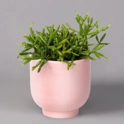 Mini-Korallenkaktus Im Dekotopf 'Glazed Pink, In Sorten, Topf-Ø 6 Cm, 3er-Set -Pflanzen Paradies Verkauf 0225200738 Rhipsalis Set in Topf Glazed Pink 3er Set 4