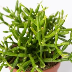 Mini-Korallenkaktus Im Dekotopf 'Glazed Pink, In Sorten, Topf-Ø 6 Cm, 3er-Set -Pflanzen Paradies Verkauf 0225200738 Rhipsalis Set in Topf Glazed Pink 3er Set 6