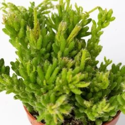 Mini-Korallenkaktus Im Dekotopf 'Glazed Pink, In Sorten, Topf-Ø 6 Cm, 3er-Set -Pflanzen Paradies Verkauf 0225200738 Rhipsalis Set in Topf Glazed Pink 3er Set 7