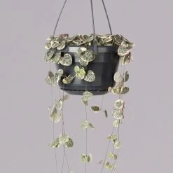 Leuchterblume 'Variegata', In Blumenampel, Topf-Ø 14 Cm, Höhe Ca. 25 Cm 13 Leuchterblume 'Variegata', In Blumenampel, Topf-Ø 14 Cm, Höhe Ca. 25 Cm -Pflanzen Paradies Verkauf 0230200784 Ceropegia lin subsp woodii variegata 2 2 117654