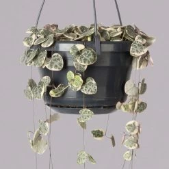 Leuchterblume 'Variegata', In Blumenampel, Topf-Ø 14 Cm, Höhe Ca. 25 Cm