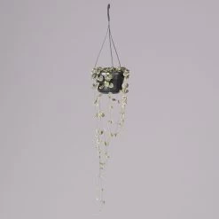 Leuchterblume 'Variegata', In Blumenampel, Topf-Ø 14 Cm, Höhe Ca. 25 Cm 12 Leuchterblume 'Variegata', In Blumenampel, Topf-Ø 14 Cm, Höhe Ca. 25 Cm -Pflanzen Paradies Verkauf 0230200784 Ceropegia lin subsp woodii variegata 2 117653